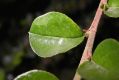 image of Cotoneaster horizontalis