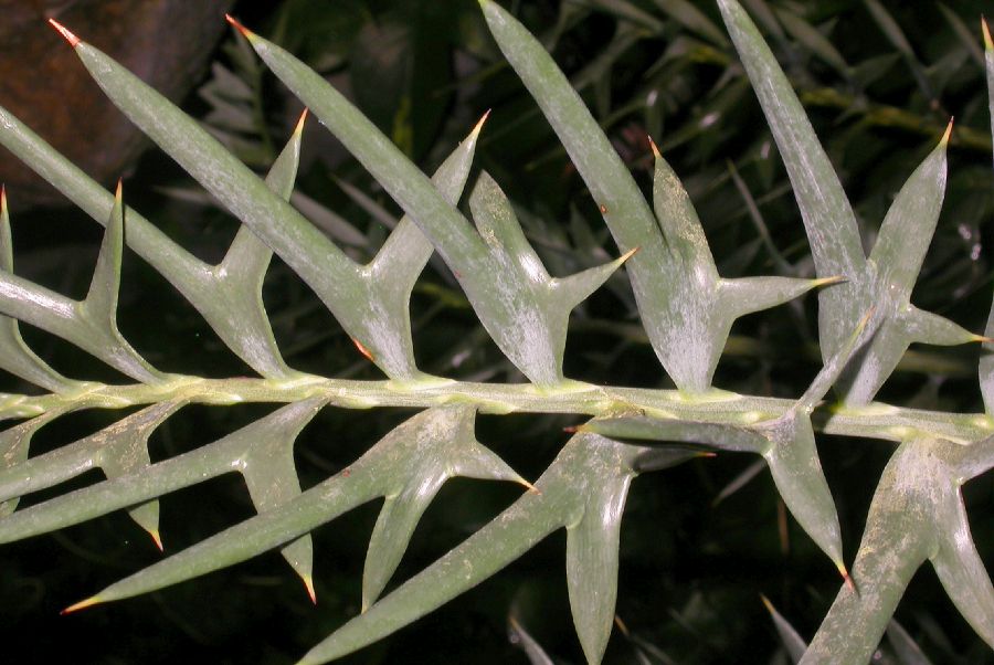 Zamiaceae Encephalartos horridus