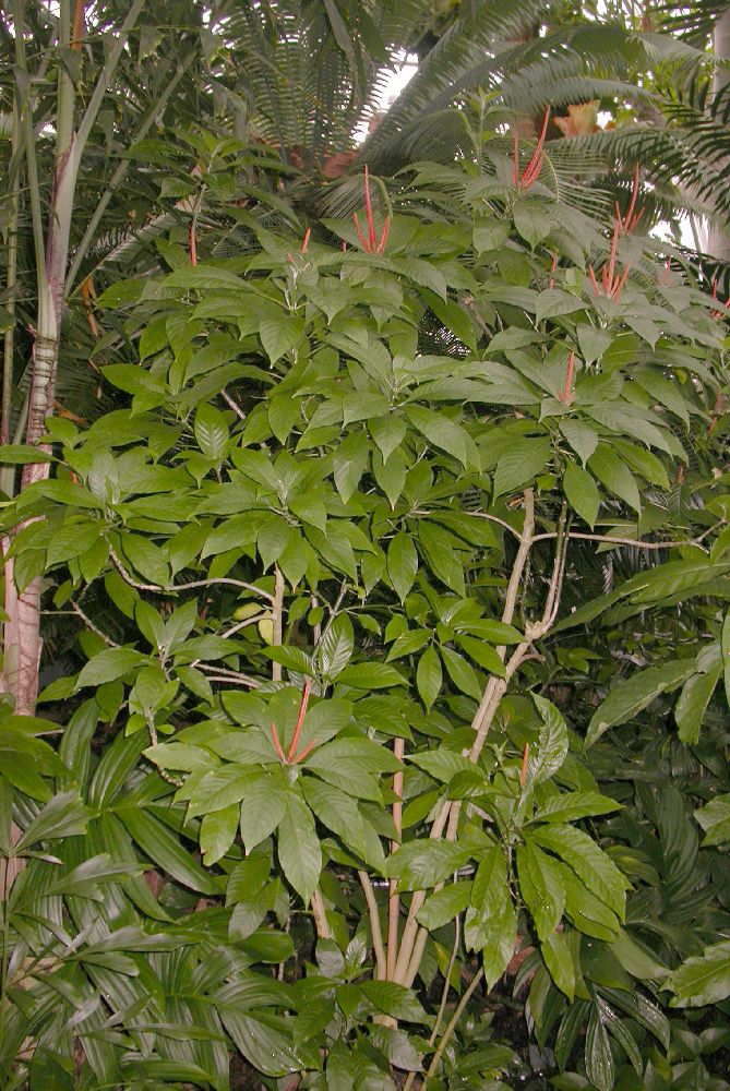 Acanthaceae Aphelandra leonardii