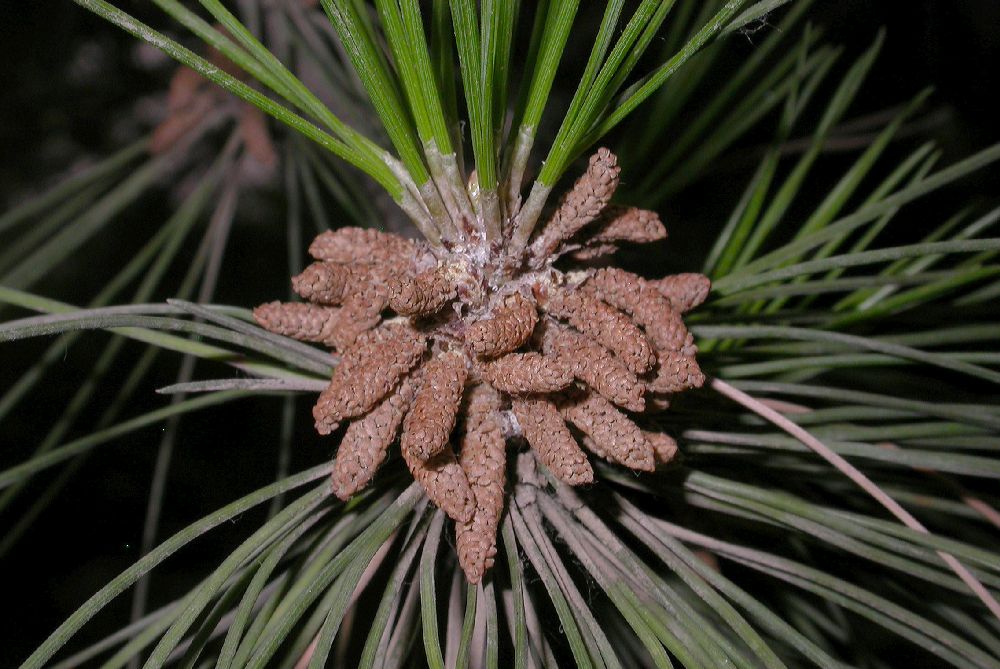 Pinaceae Pinus tabulaeformis