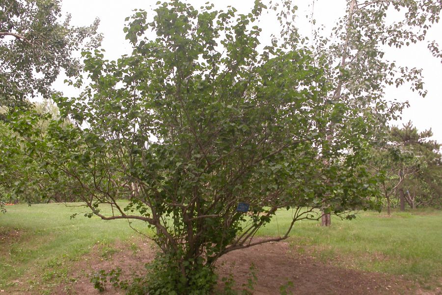 Oleaceae Syringa oblata