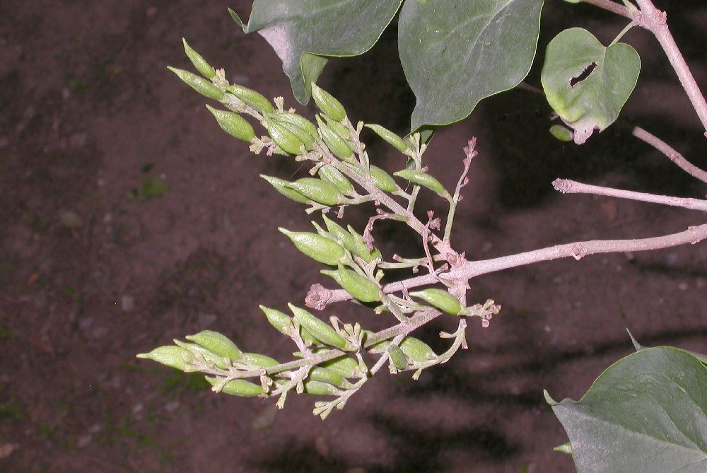 Oleaceae Syringa oblata