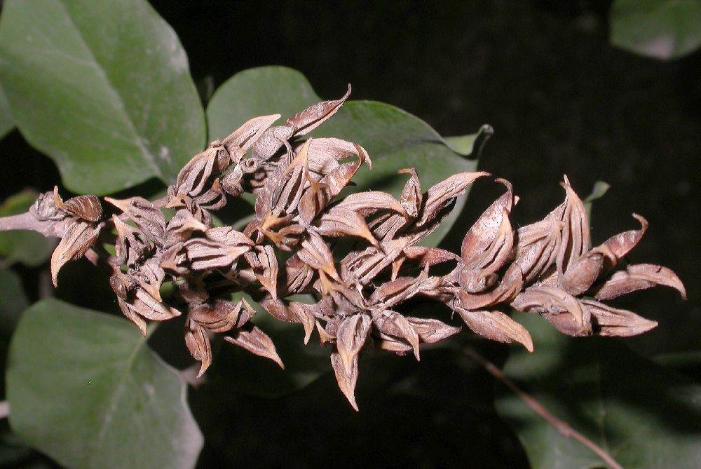 Oleaceae Syringa oblata