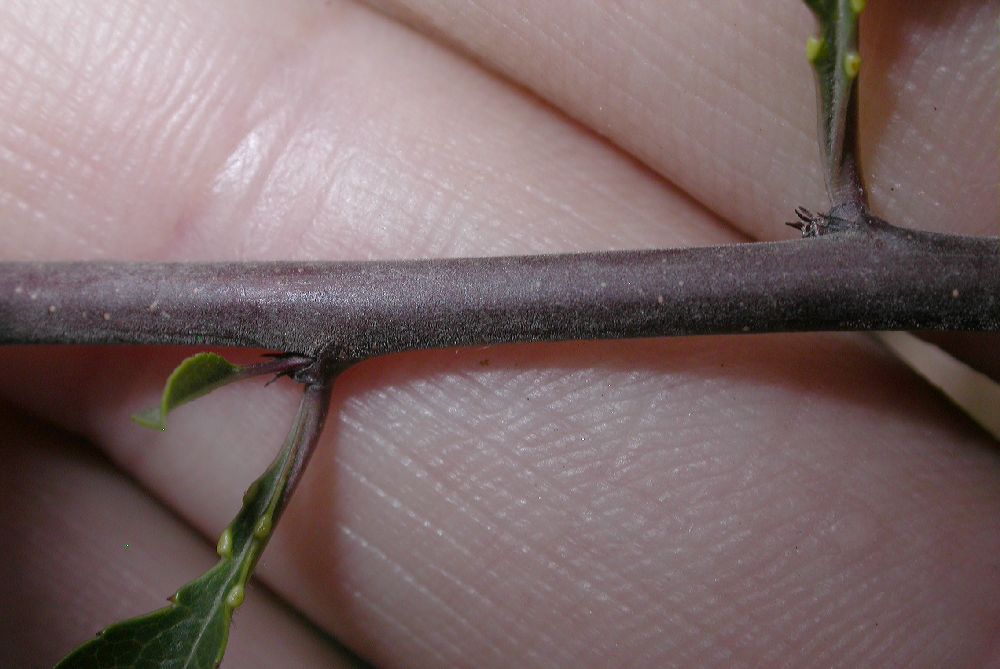 Rosaceae Prunus tangutica