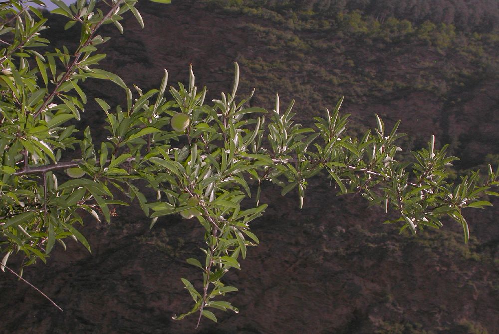 Rosaceae Prunus tangutica