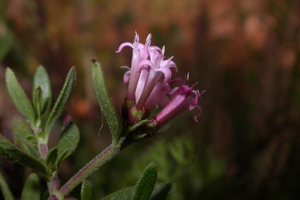 Rubiaceae Putoria calabrica