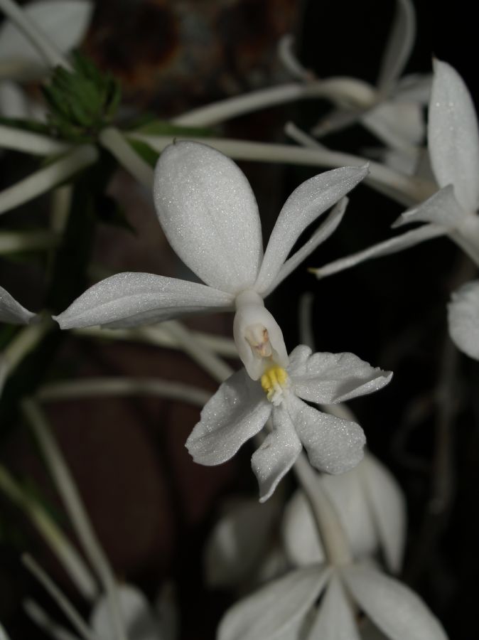 Orchidaceae Sobralia macrantha