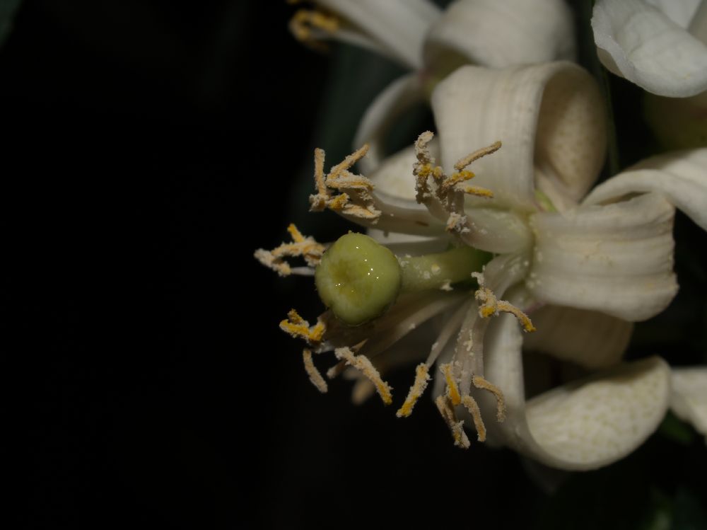 Rutaceae Citrus limon