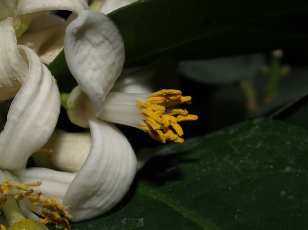 Rutaceae Citrus limon