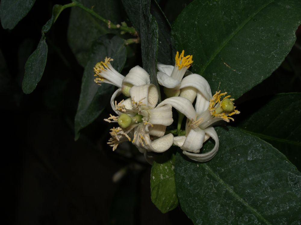 Rutaceae Citrus limon