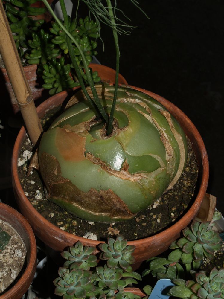 Hyacinthaceae Bowiea volubilis