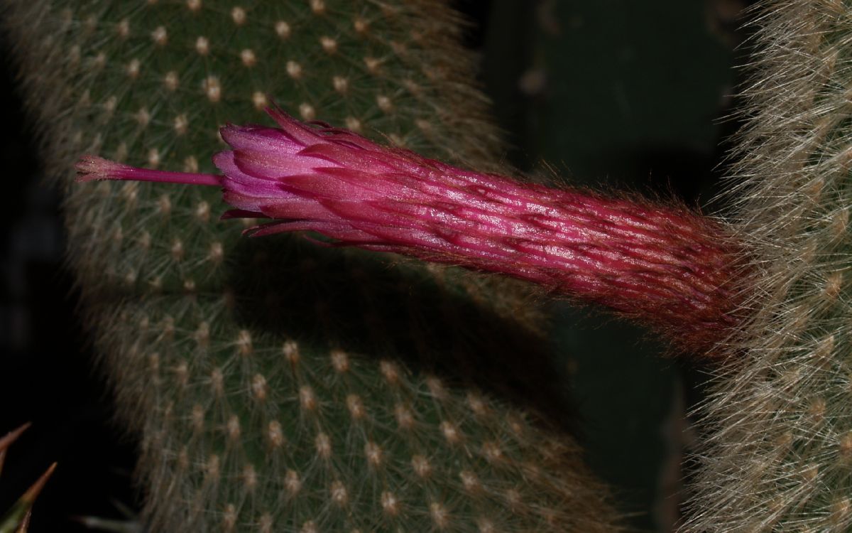 Cactaceae Cleistocactus strausii