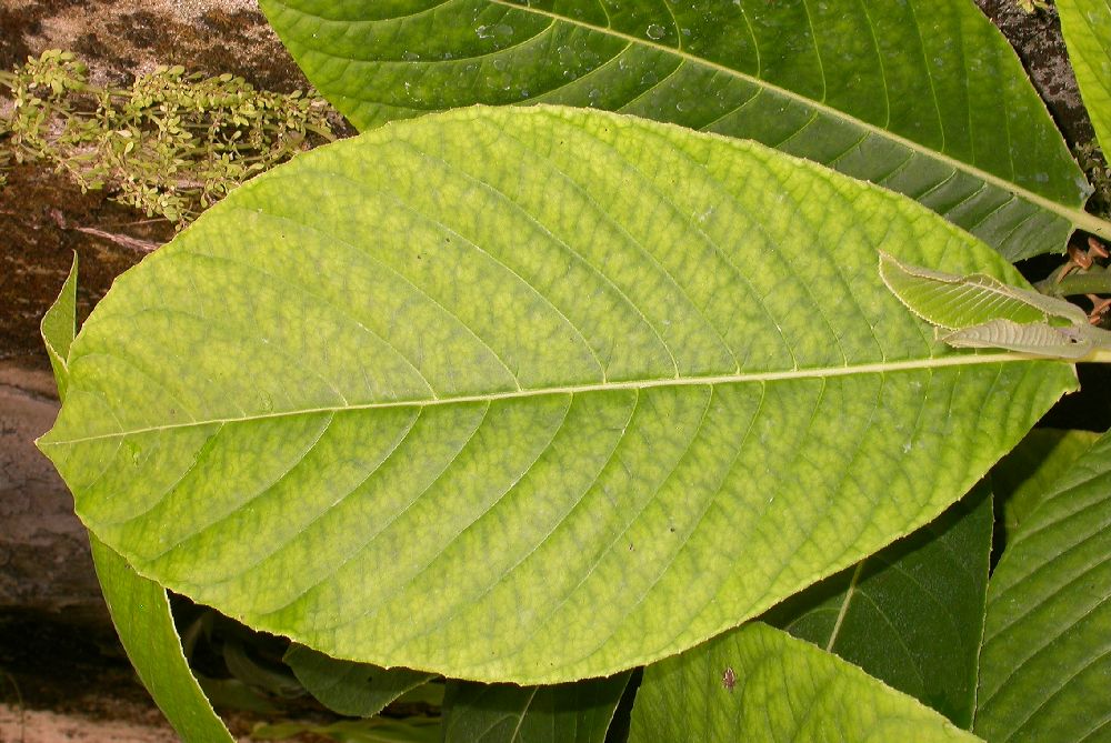 Monimiaceae Siparuna pauciflora