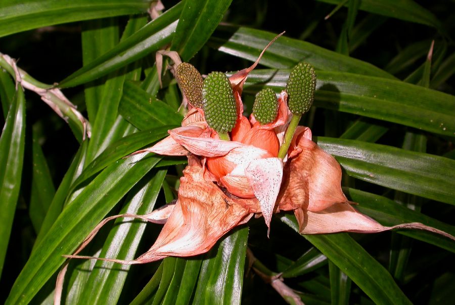 Pandanaceae Freycinetia cumingiana