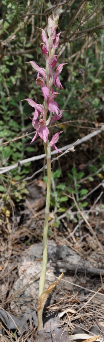 Orchidaceae Orchis  sancta