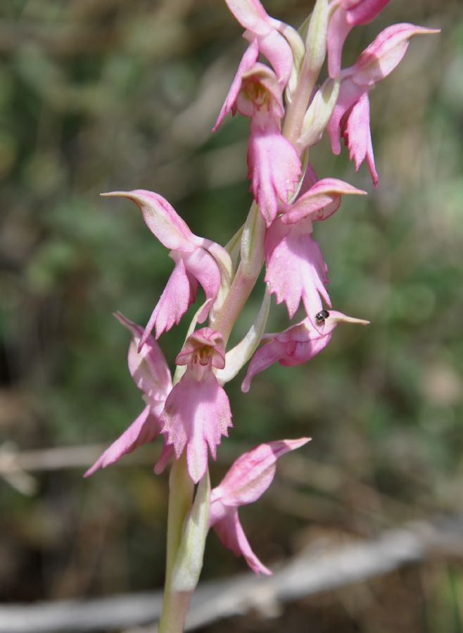 Orchidaceae Orchis  sancta