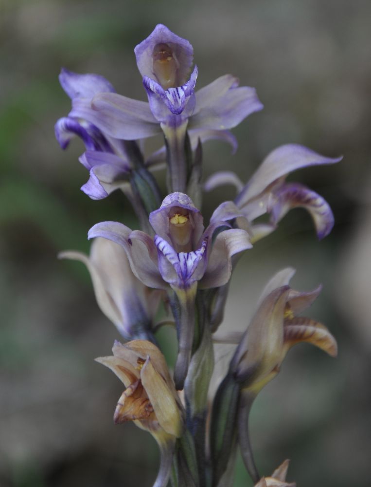 Orchidaceae Limodorum abortivum