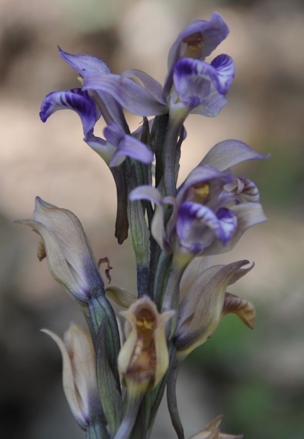 Orchidaceae Limodorum abortivum