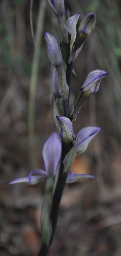 Orchidaceae Limodorum abortivum