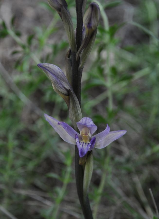 Orchidaceae Limodorum abortivum