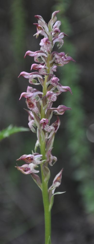 Orchidaceae Orchis  fragrans