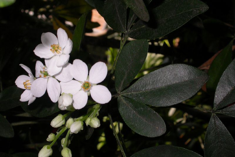 Rutaceae Choisya ternata
