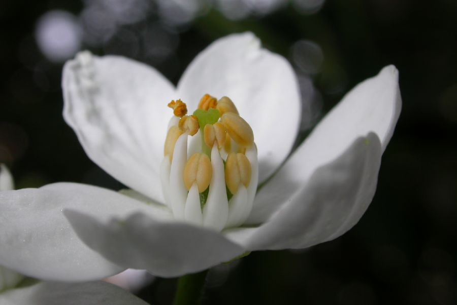 Rutaceae Choisya ternata