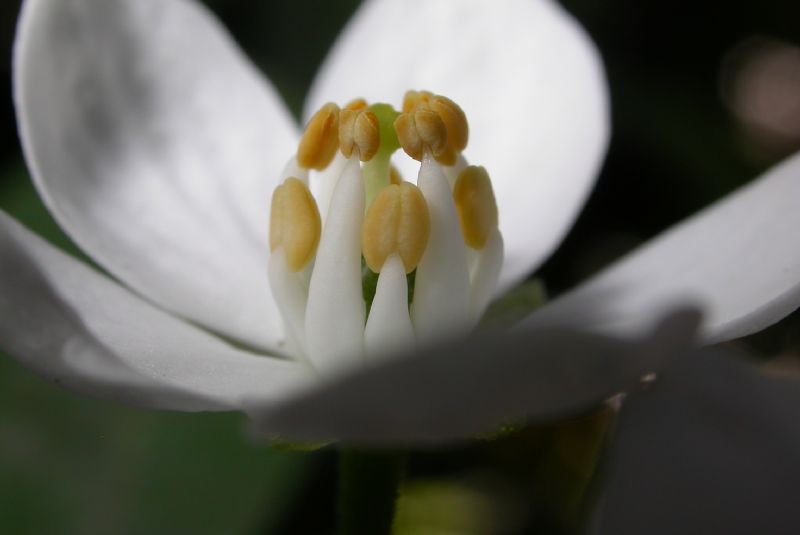 Rutaceae Choisya ternata