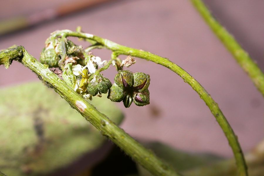 Rutaceae Haplophyllum 