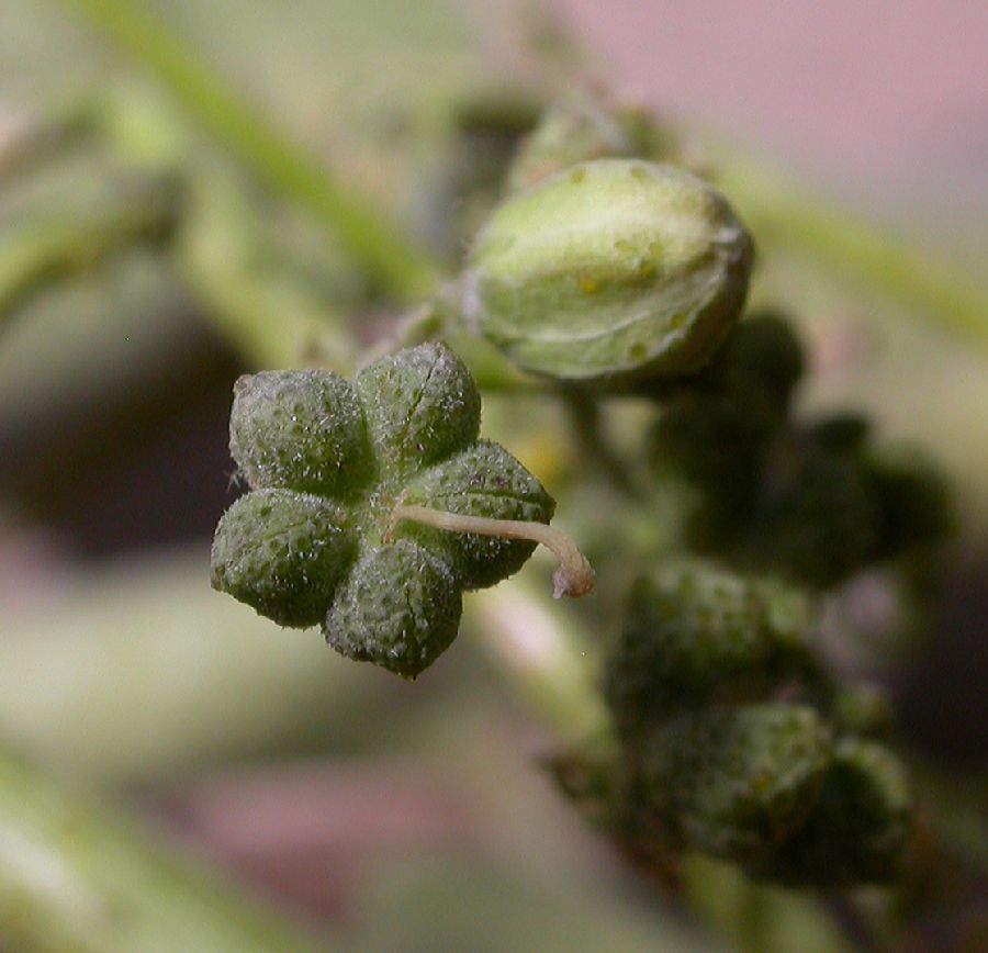 Rutaceae Haplophyllum 