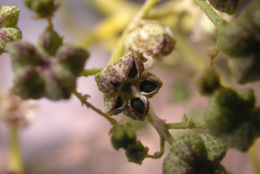 Rutaceae Haplophyllum 