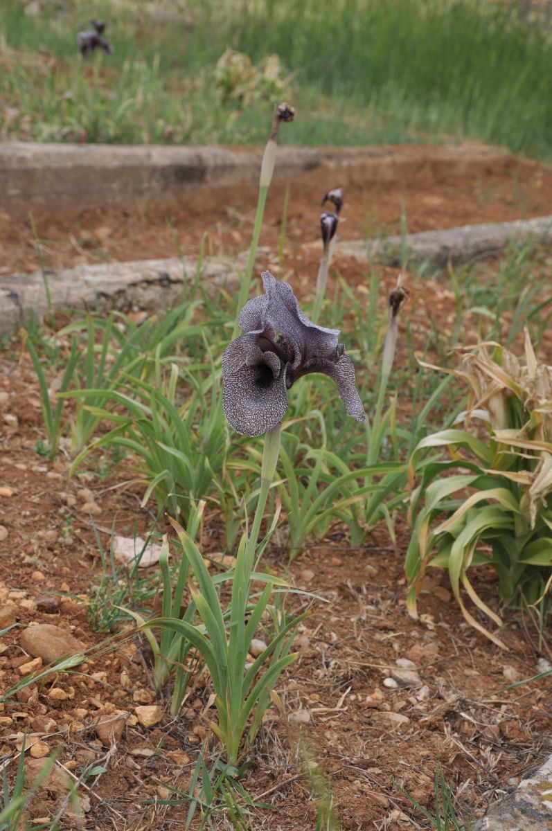 Iridaceae Iris sofarana