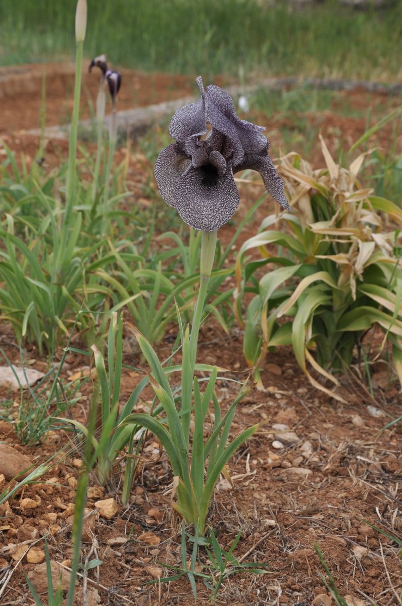 Iridaceae Iris sofarana