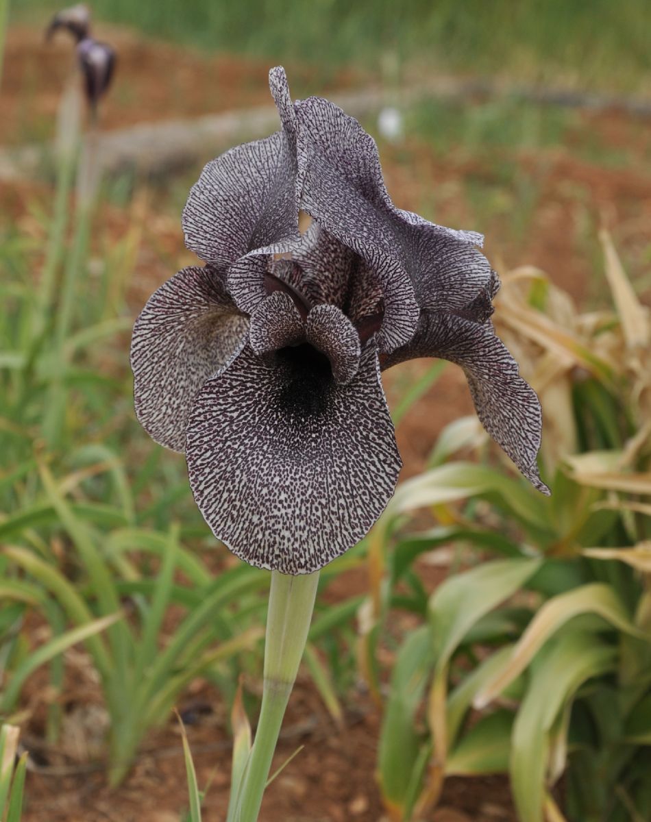 Iridaceae Iris sofarana