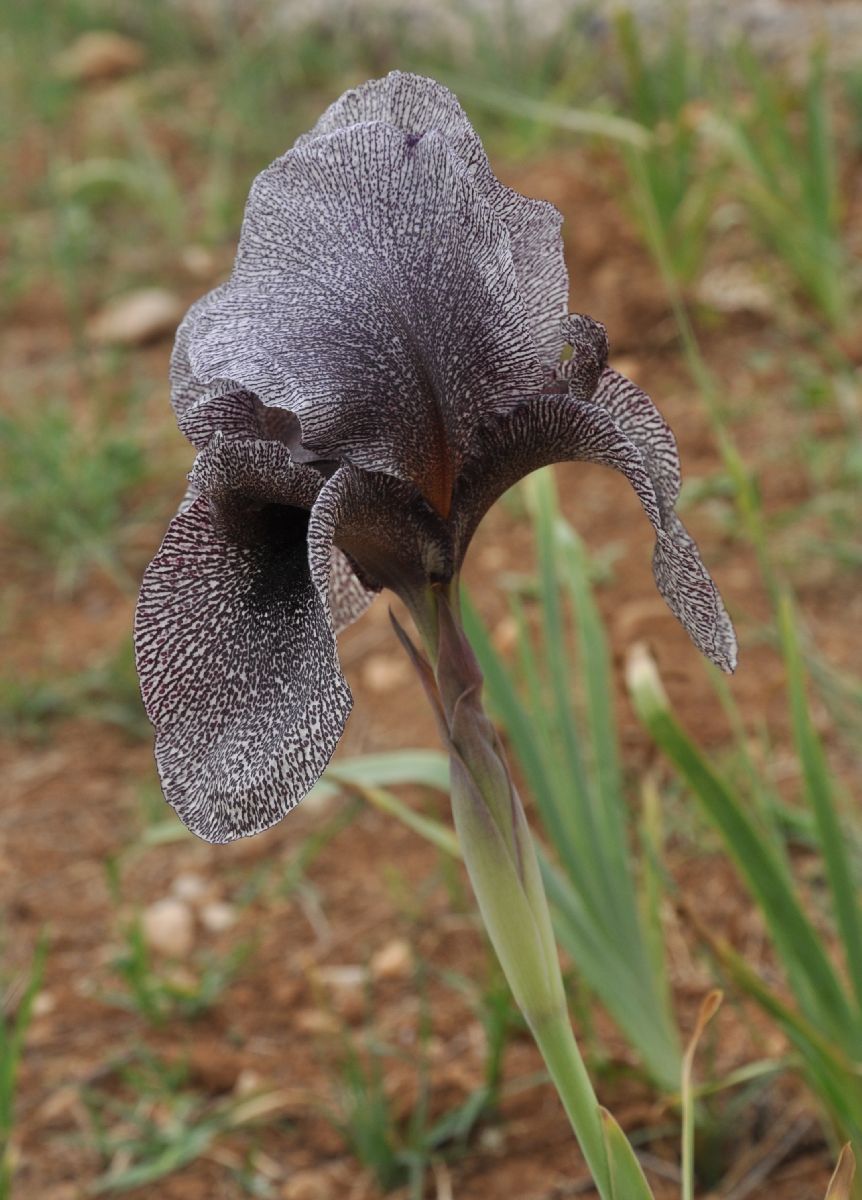 Iridaceae Iris sofarana