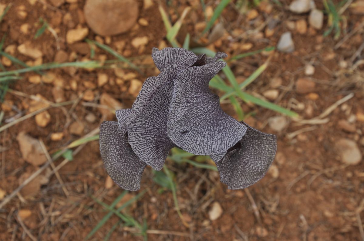 Iridaceae Iris sofarana