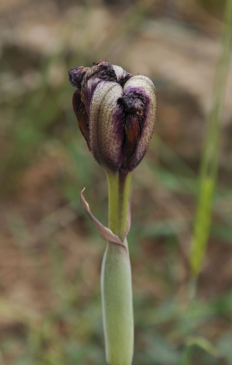 Iridaceae Iris sofarana