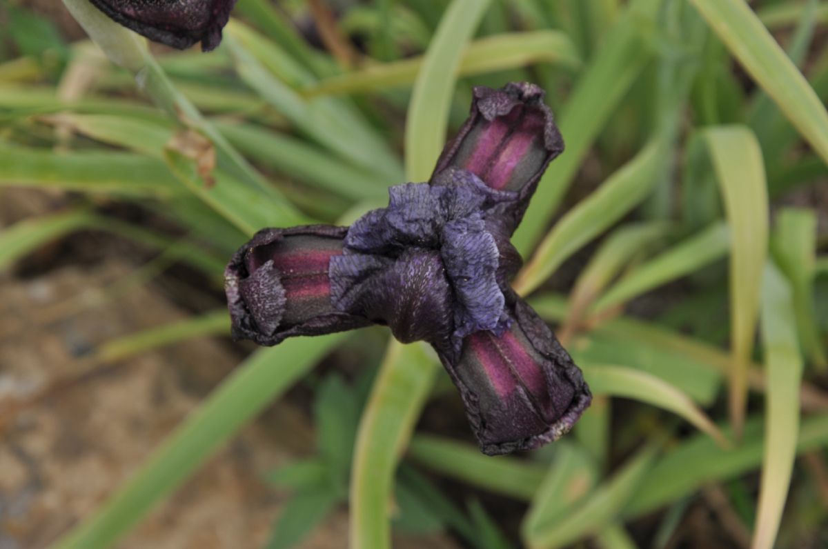 Iridaceae Iris cedreti