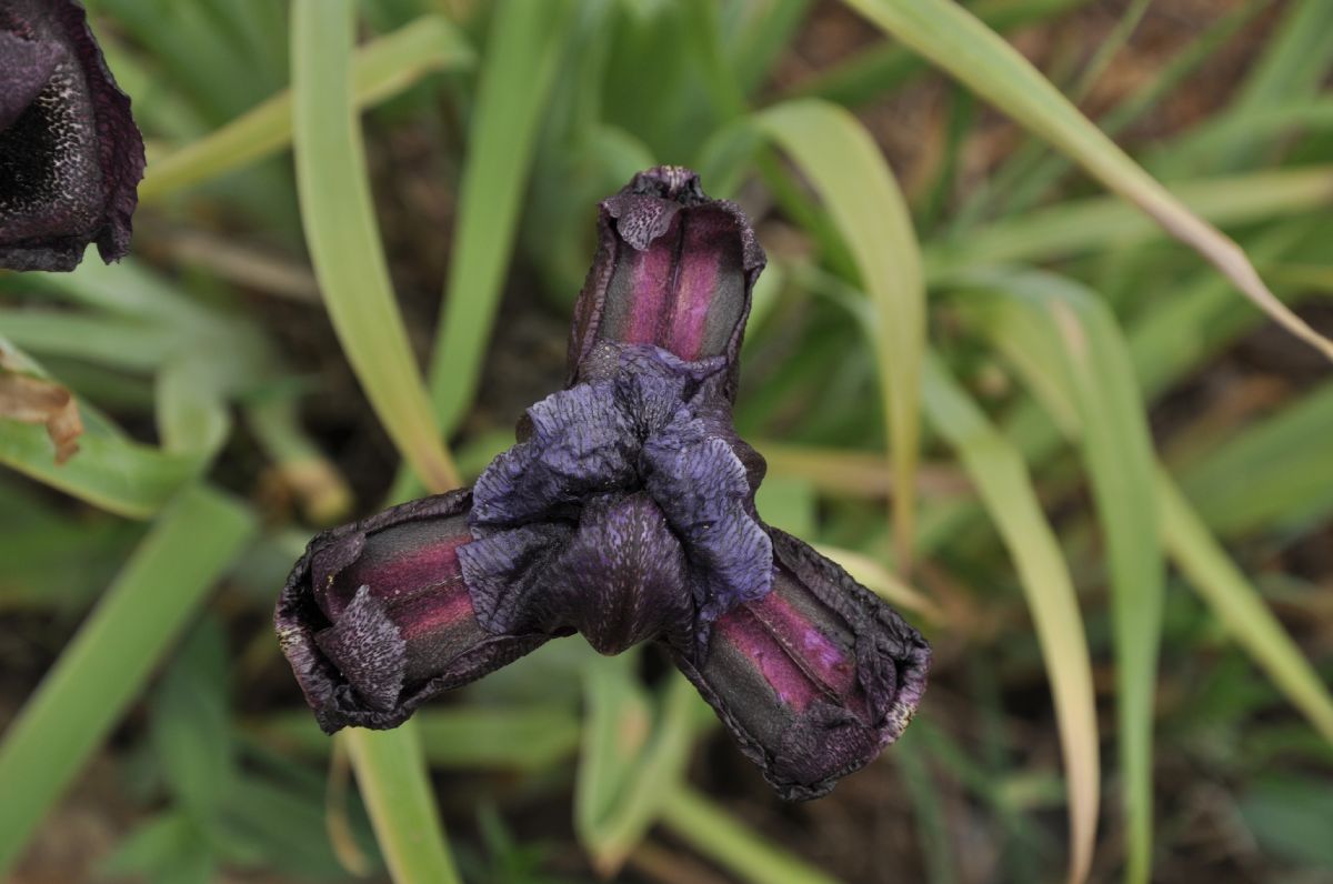 Iridaceae Iris cedreti