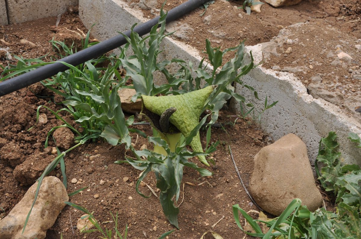 Araceae Eminium spiculatum