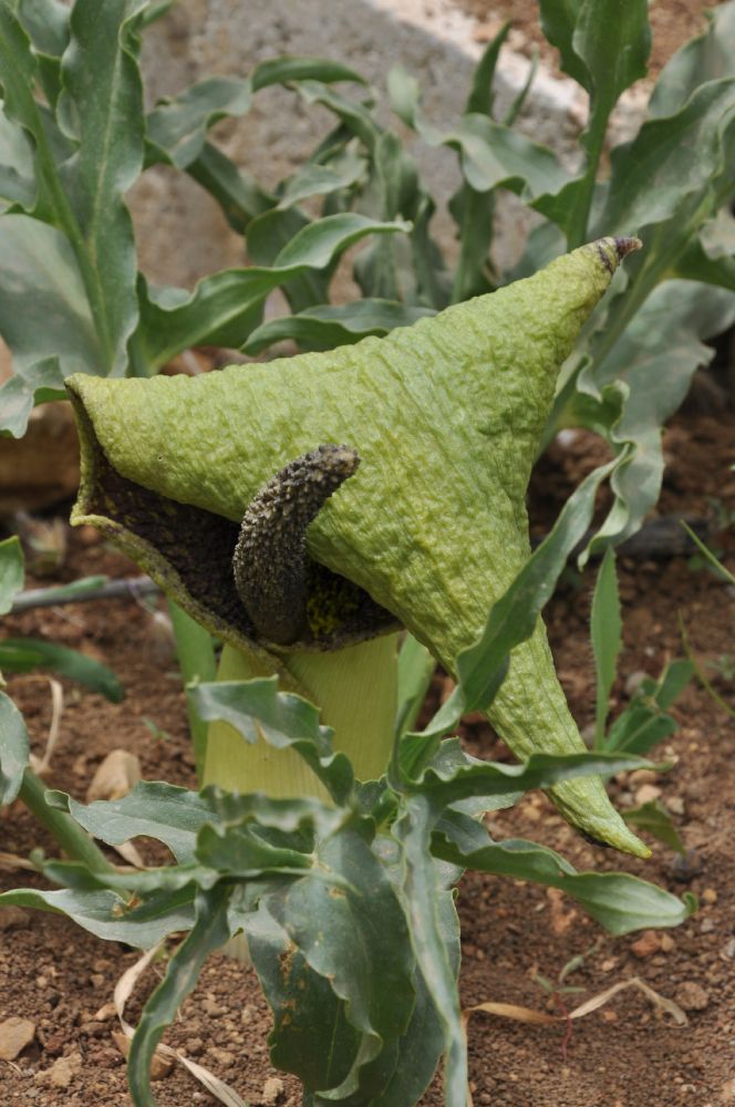 Araceae Eminium spiculatum
