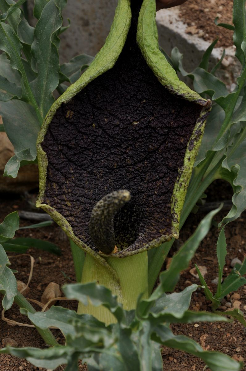 Araceae Eminium spiculatum
