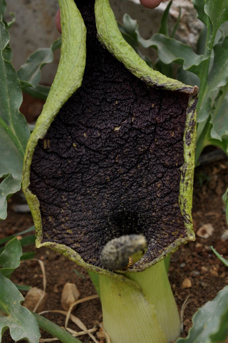 Araceae Eminium spiculatum