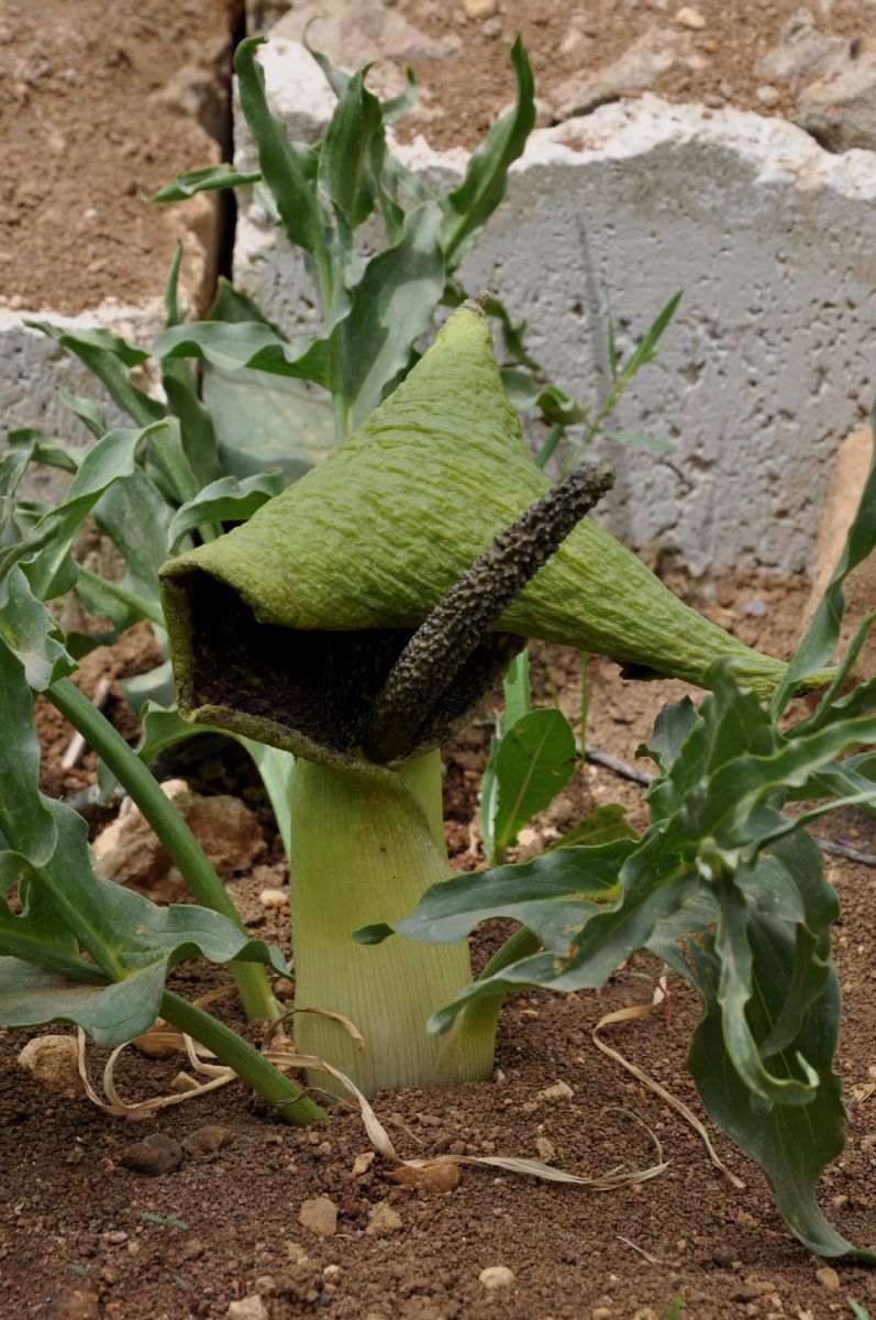 Araceae Eminium spiculatum