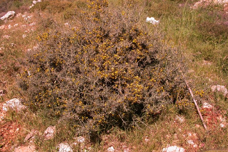 Fabaceae Calicotome villosa