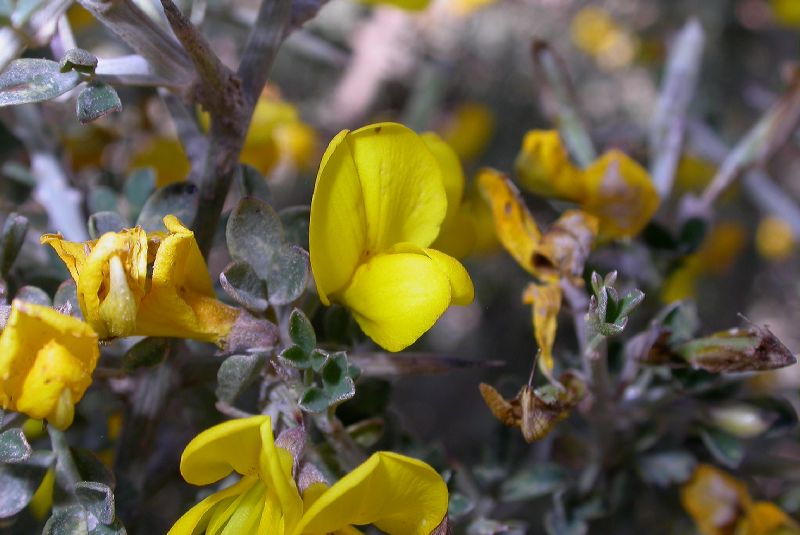 Fabaceae Calicotome villosa