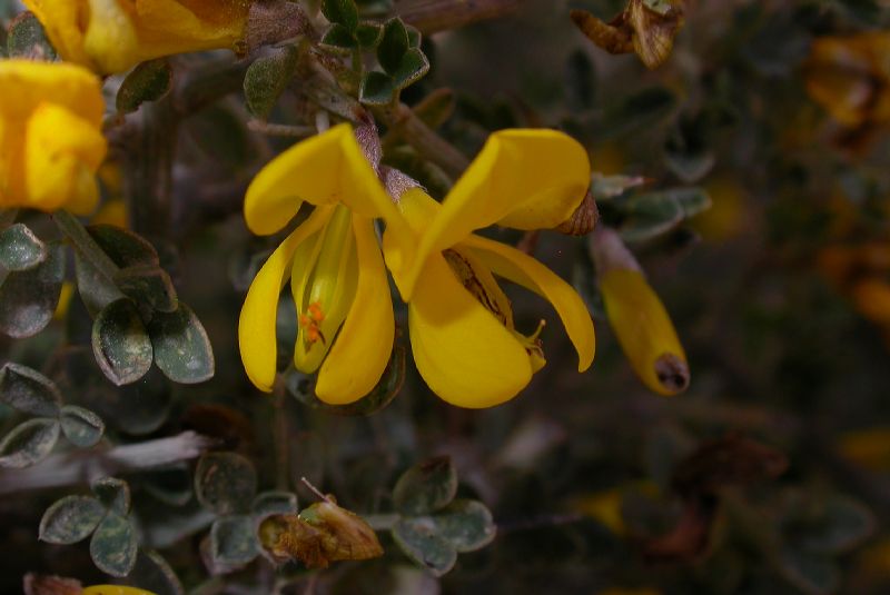 Fabaceae Calicotome villosa