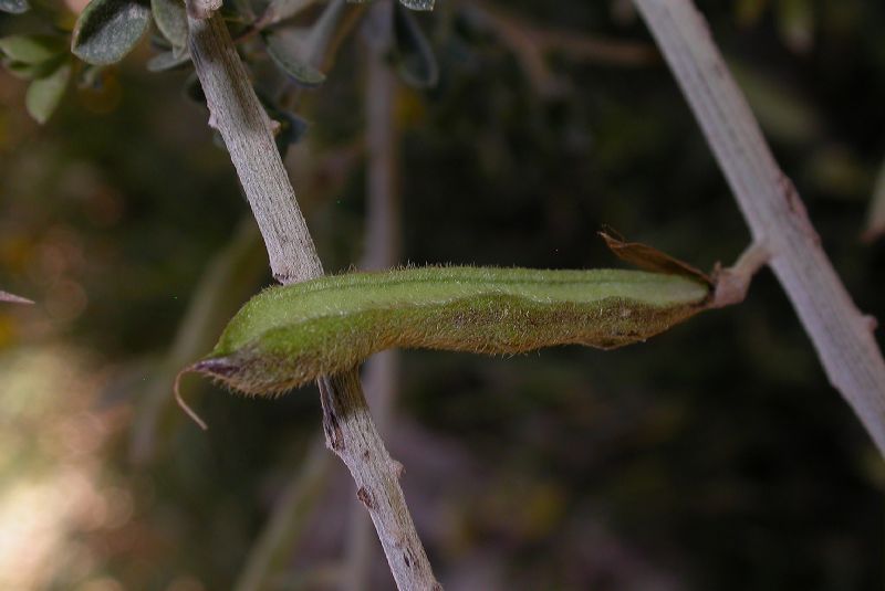 Fabaceae Calicotome villosa