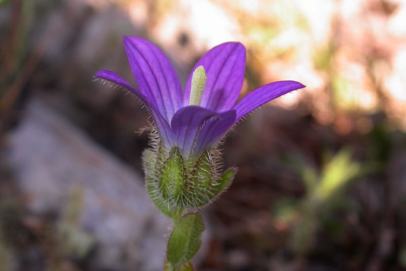 Campanulaceae Campanula strigosa