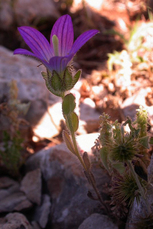 Campanulaceae Campanula strigosa